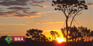 Sunset over the Cerrado biome in Brazil with silhouettes of trees and a Brazilian flag icon.