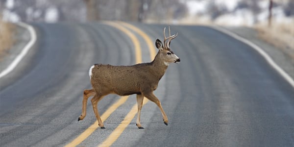 Safety Moment - Avoiding a Deer Collision
