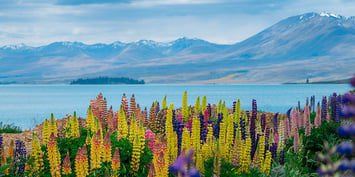 NEWZEALAND-featured-img